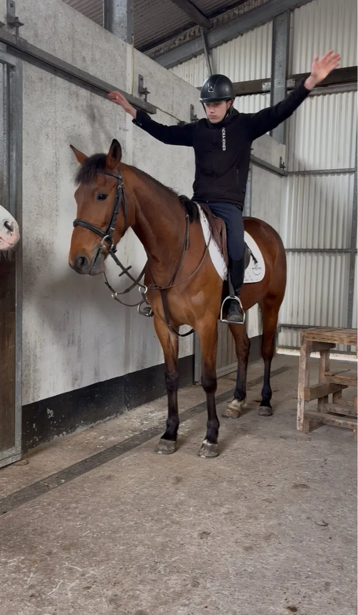 !Quiet ponies/cobs ! - Image 1