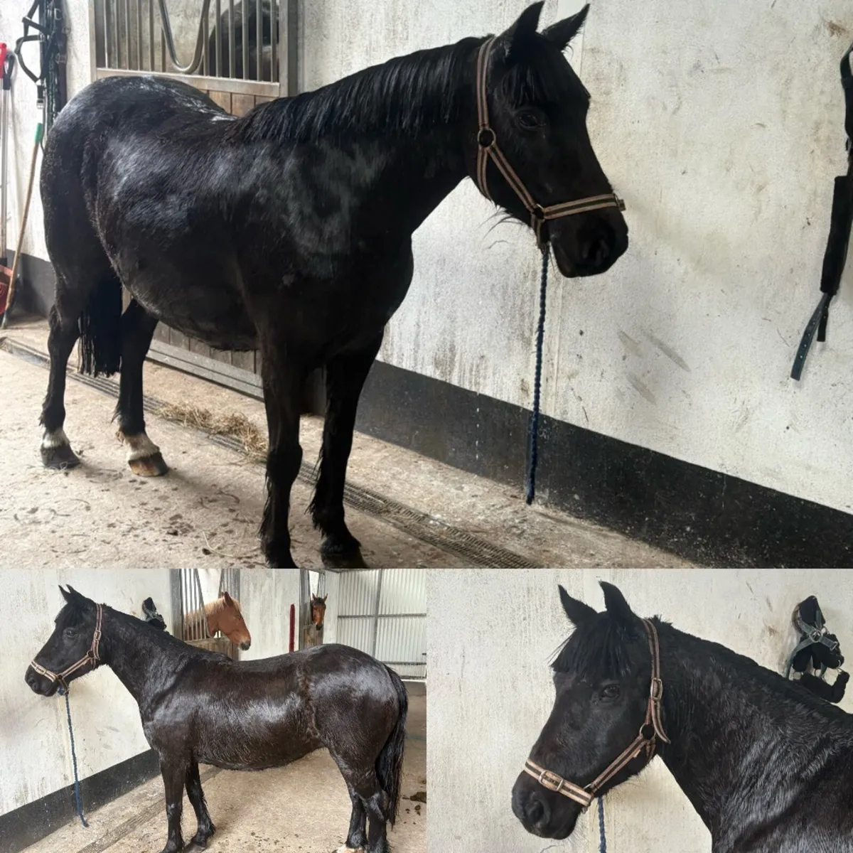 !Quiet ponies/cobs ! - Image 4