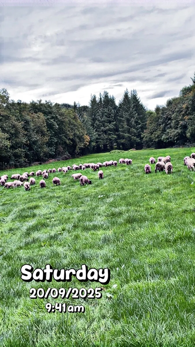 Ground wanted - Image 4