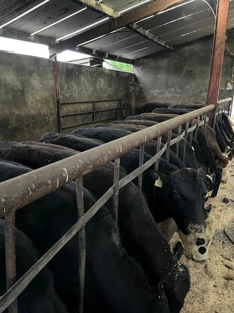 30 beef bulls - Image 1