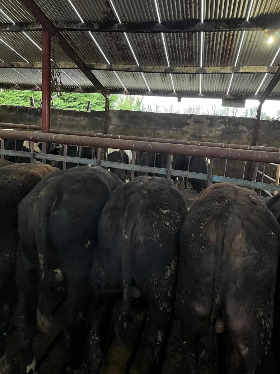 30 beef bulls - Image 2