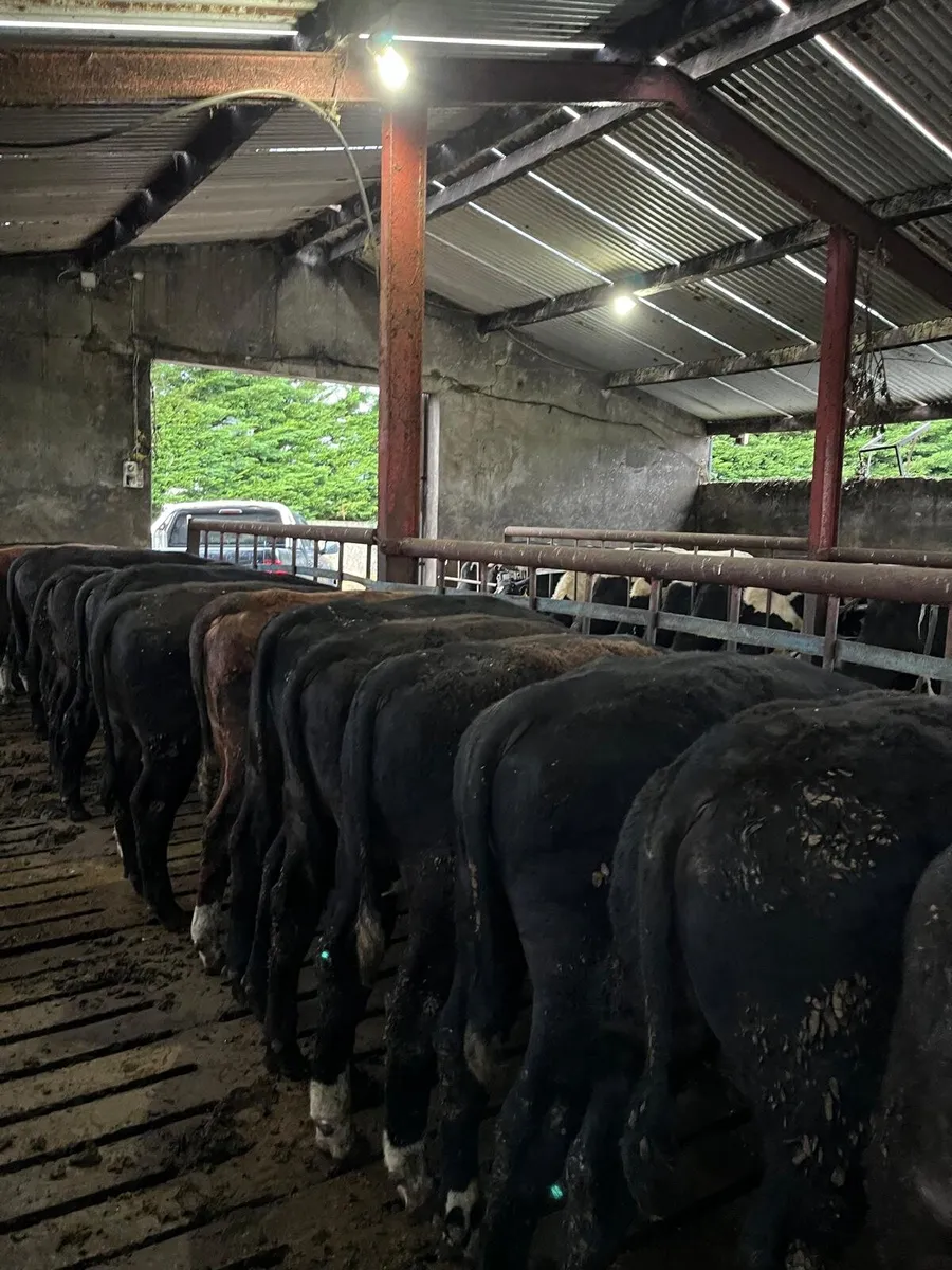 30 beef bulls - Image 3