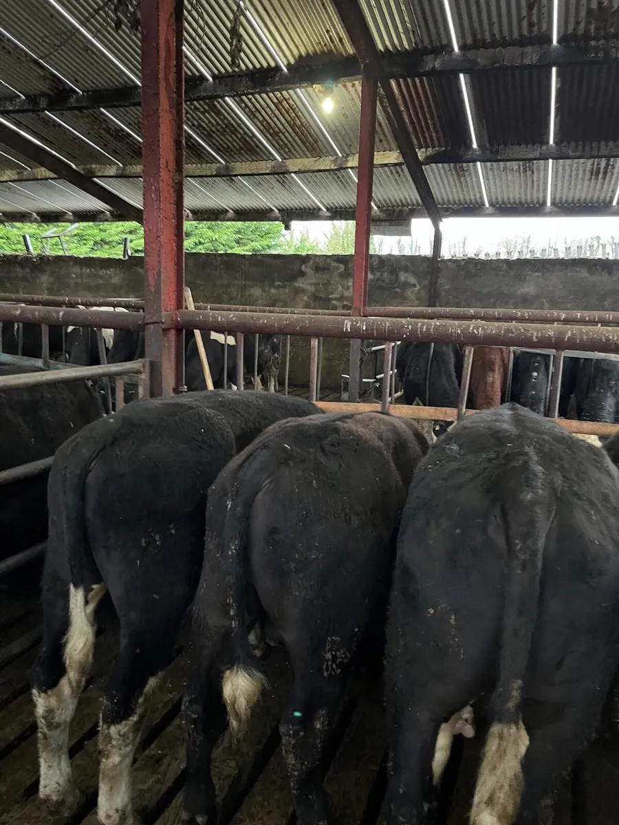 30 beef bulls - Image 4