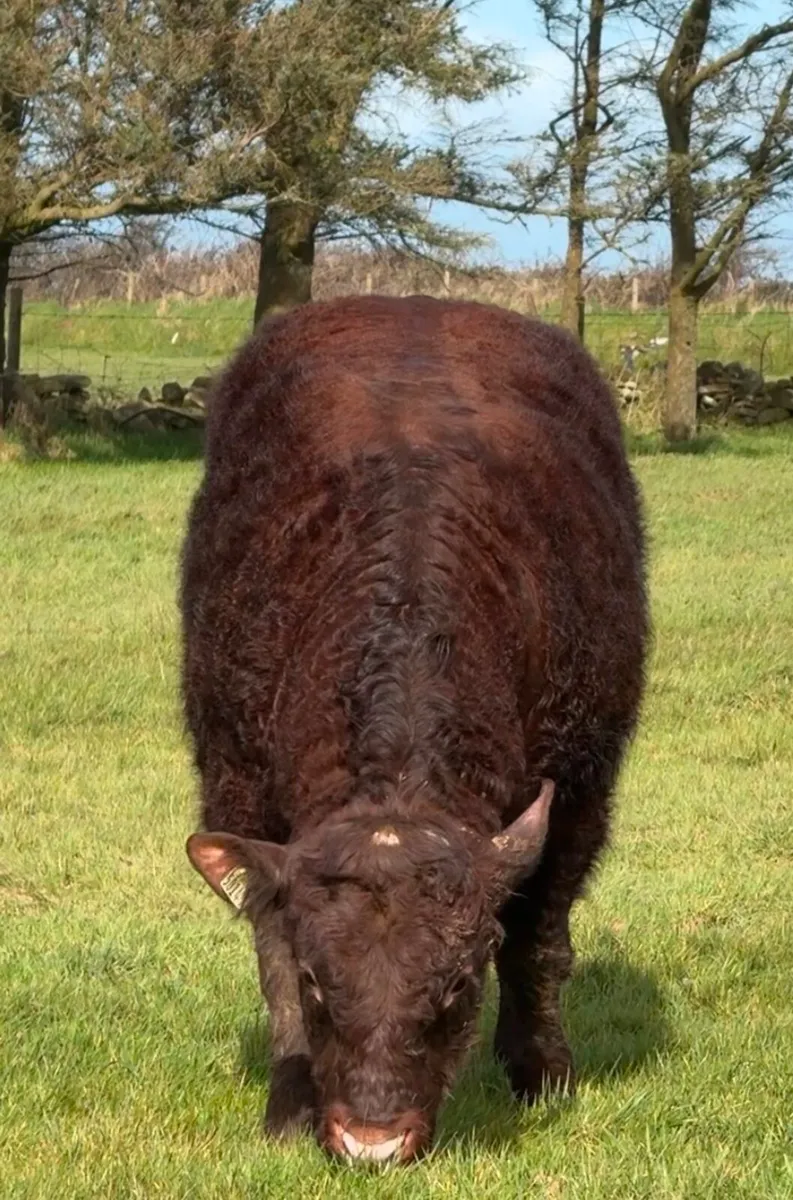 PBR Salers Bull - Image 1