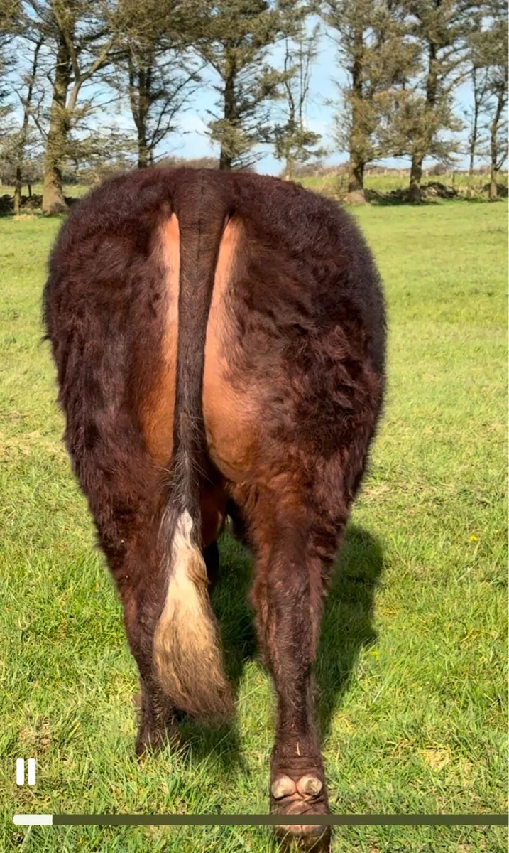 PBR Salers Bull - Image 2