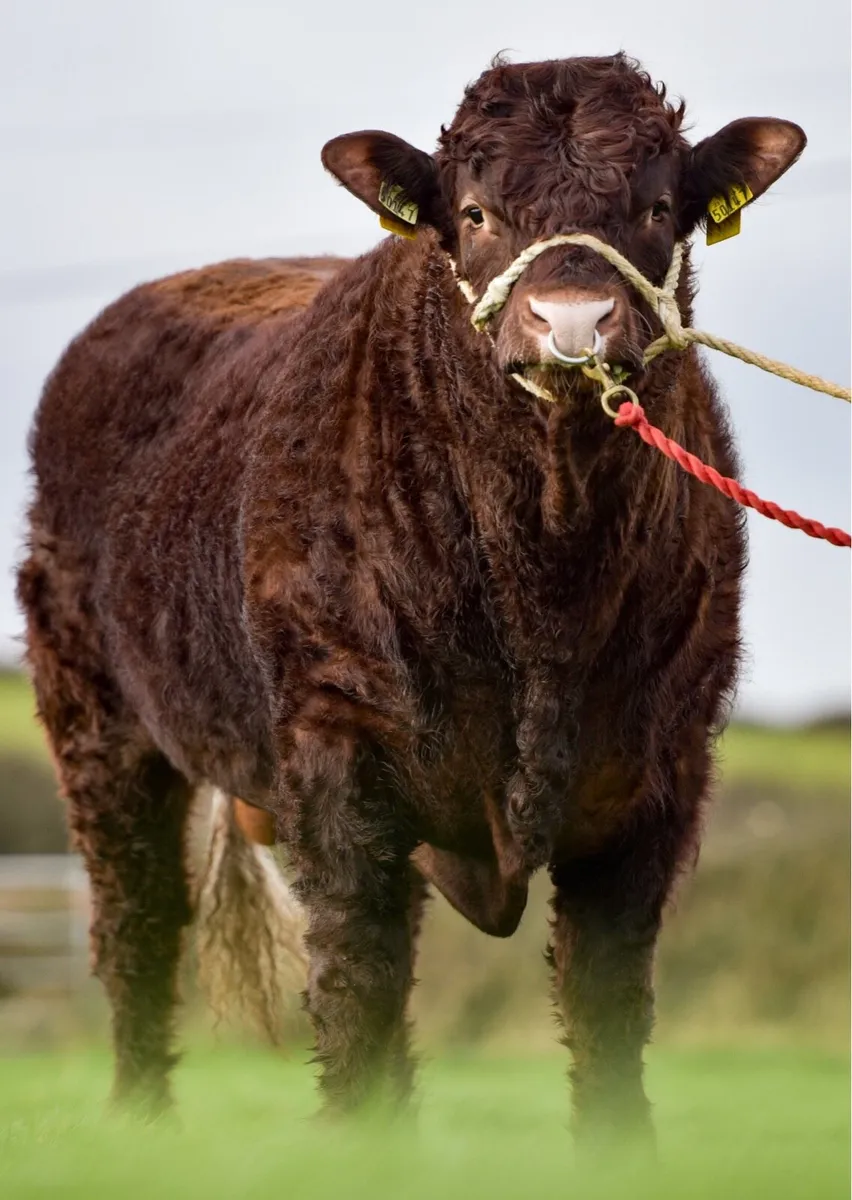 PBR Salers Bull - Image 3