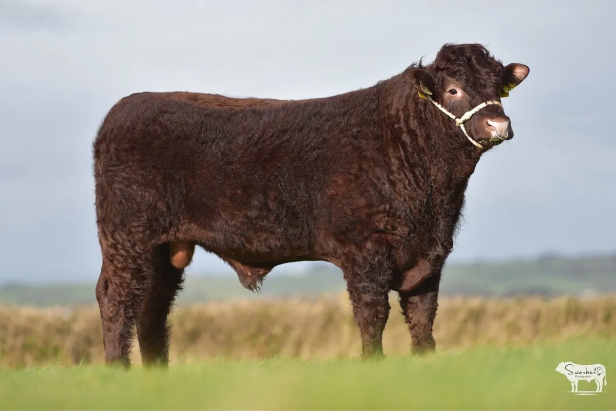 PBR Salers Bull - Image 4
