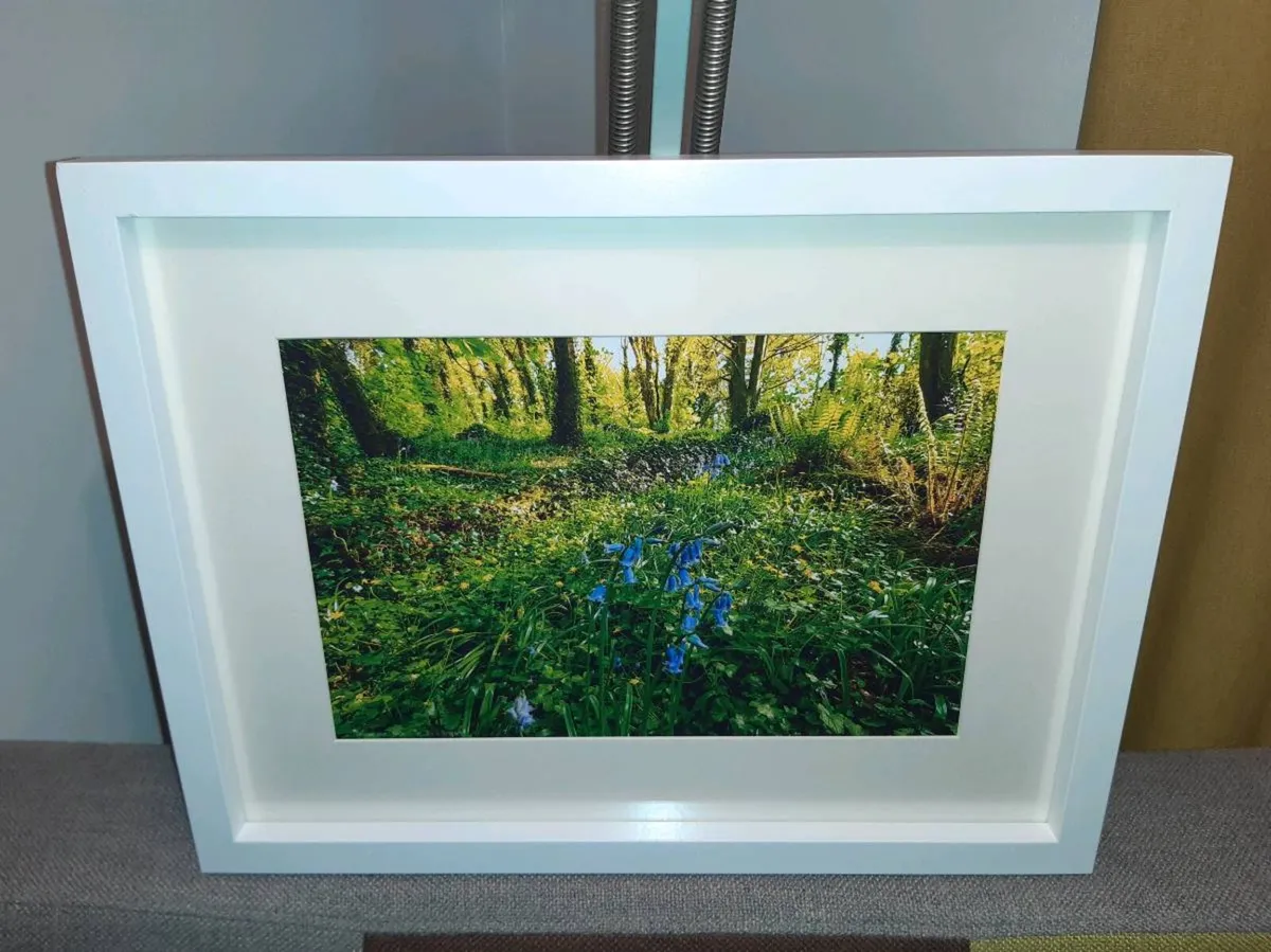 Ballyannan Woods, Midleton - Image 2