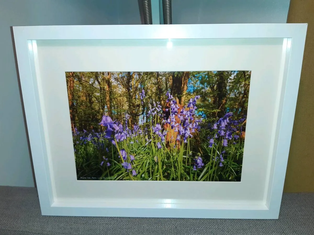 Ballyannan Woods, Midleton - Image 1