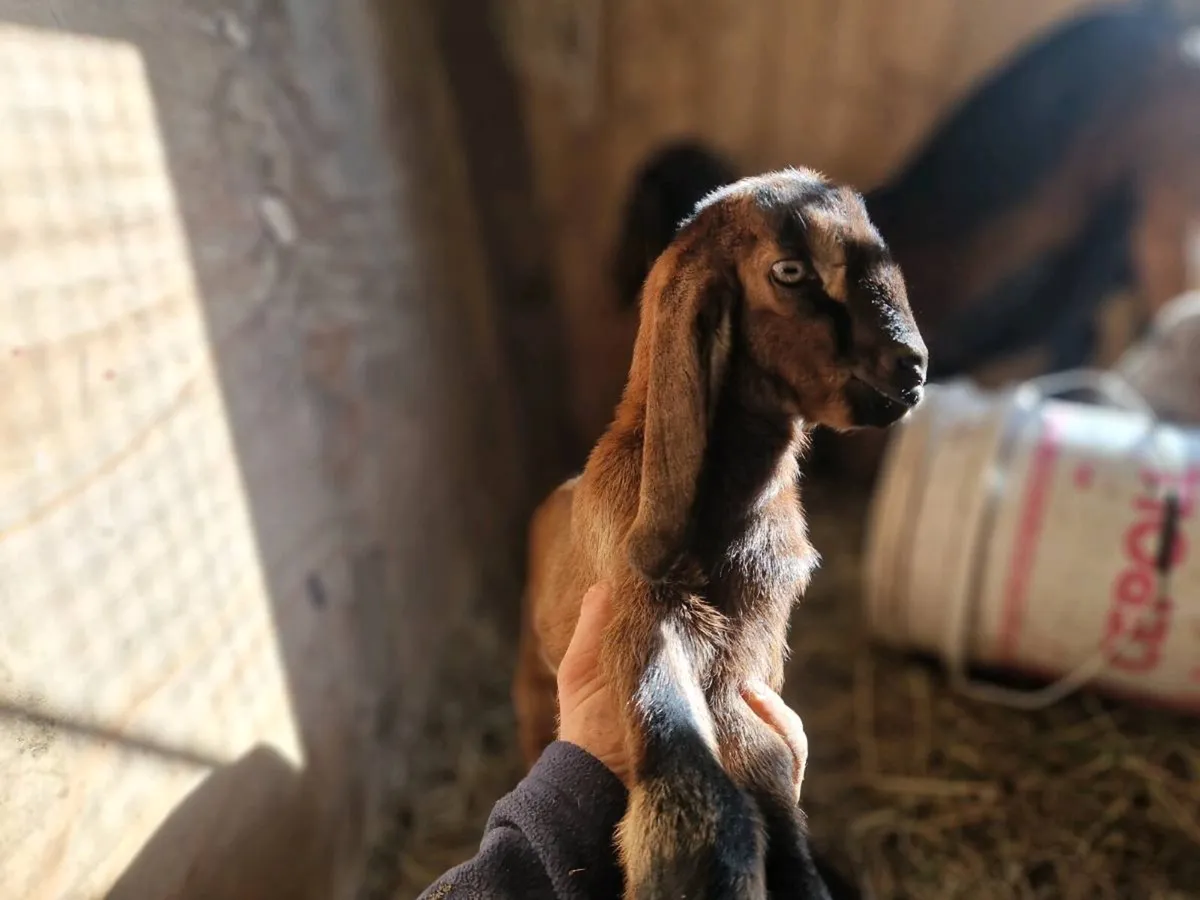 PB nubian buck - Image 4