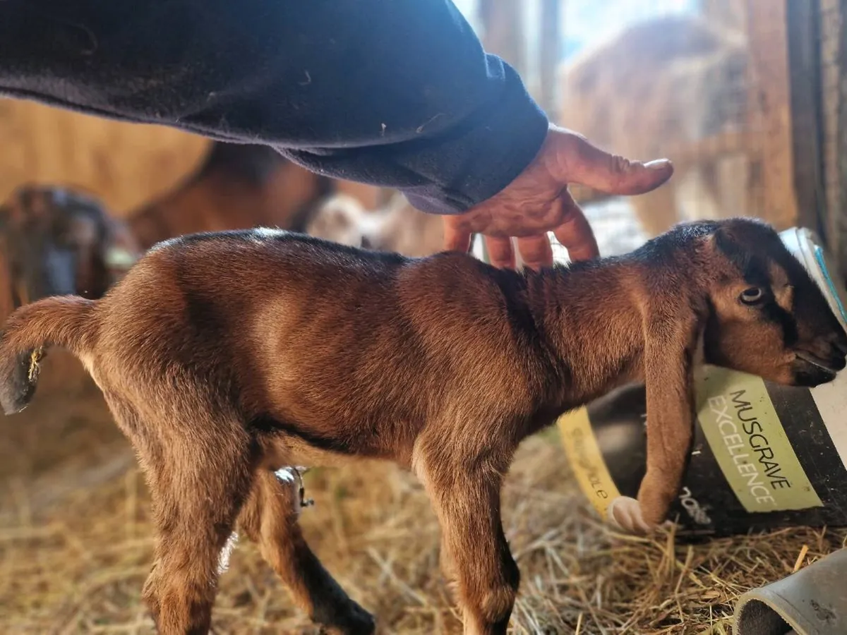 PB nubian buck - Image 2