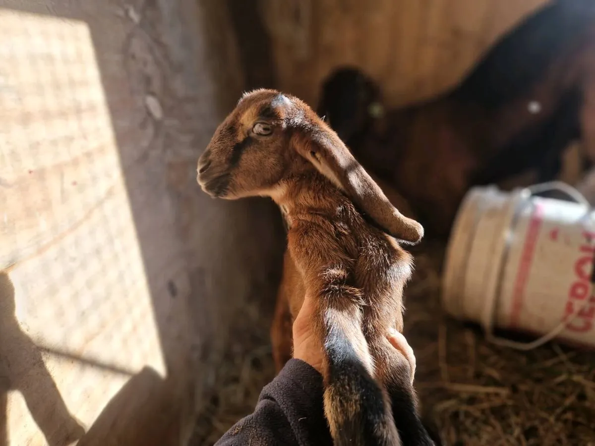 PB nubian buck - Image 3