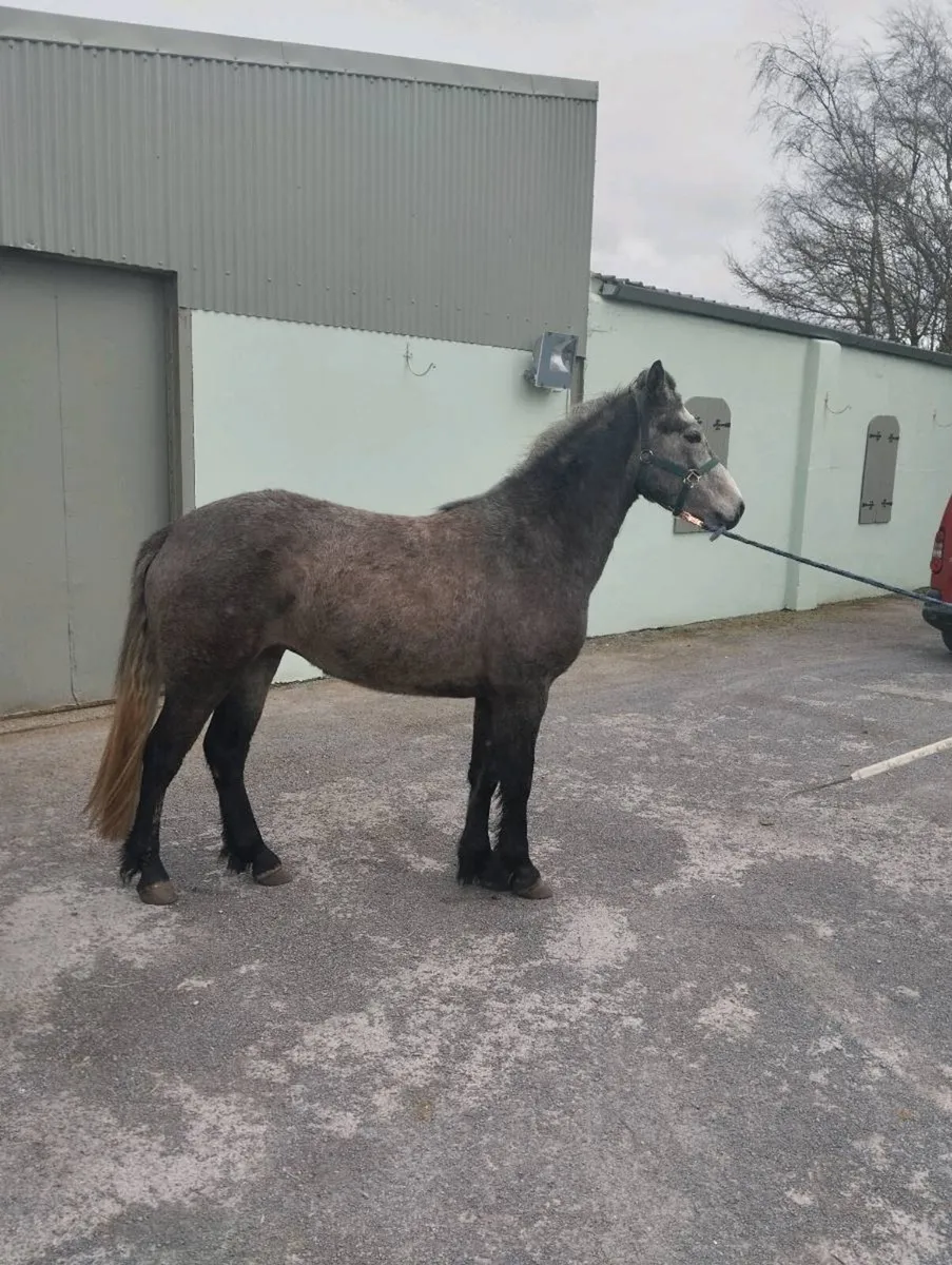 Connemara filly ponys - Image 3
