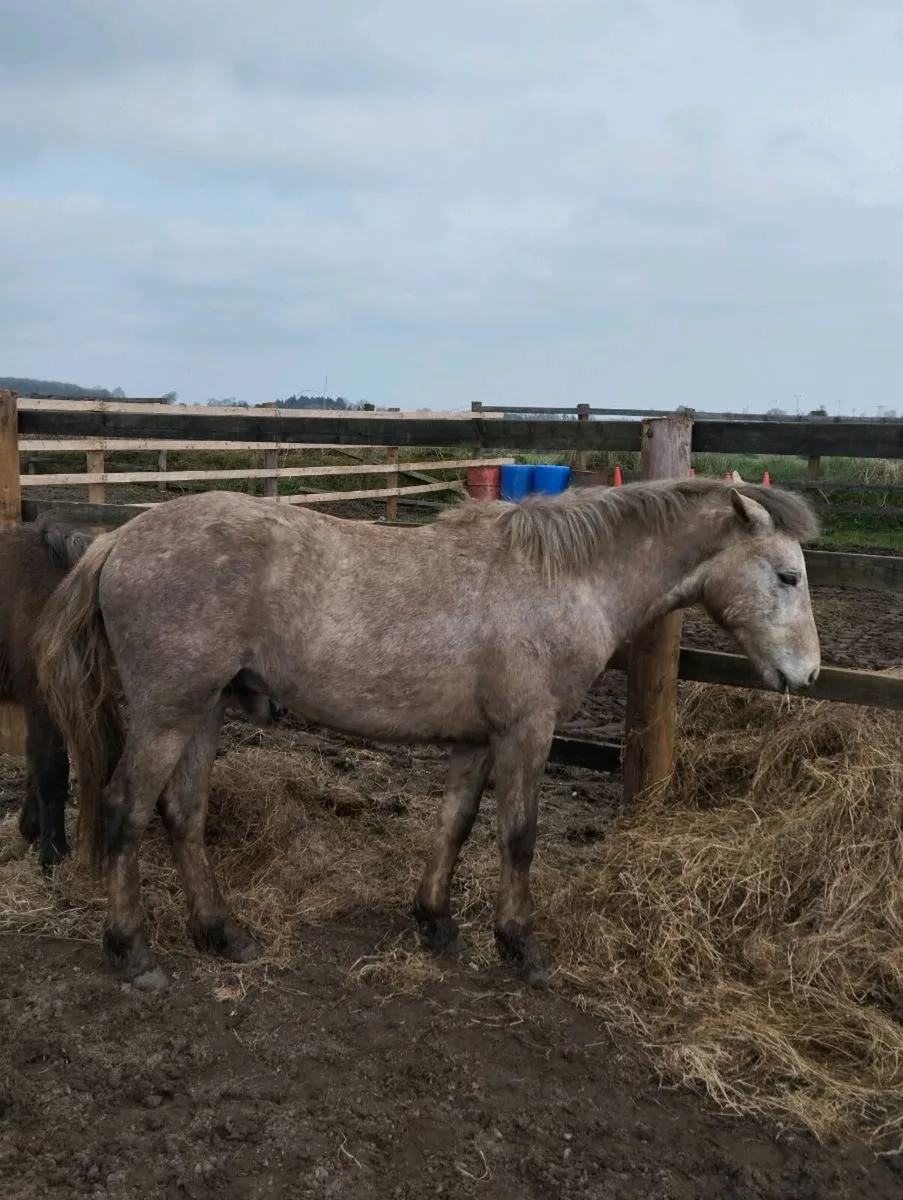 Connemara filly ponys - Image 2