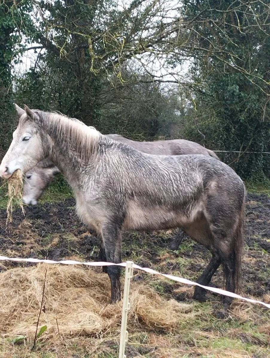 Connemara filly ponys - Image 4