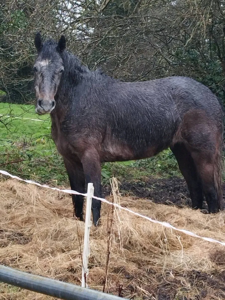 Connemara filly ponys - Image 1