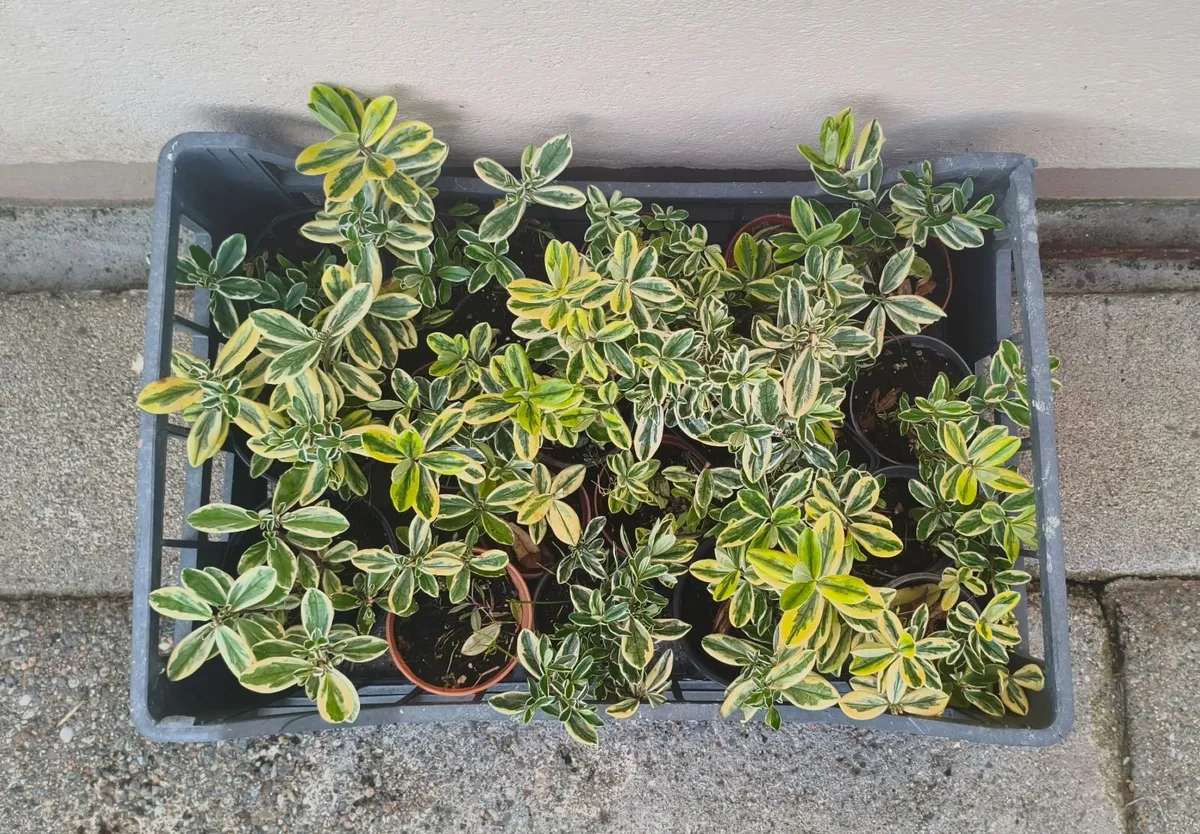 Hebe Silver Queen Plants - Image 2