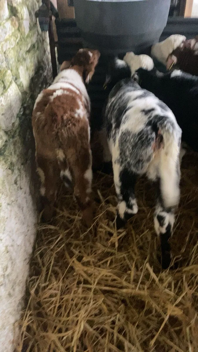 4 Good coloured calves - Image 2