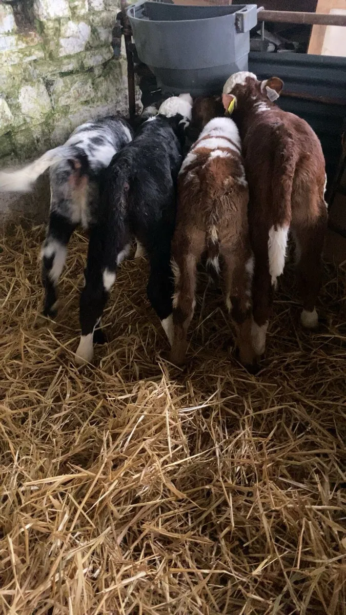 4 Good coloured calves - Image 3