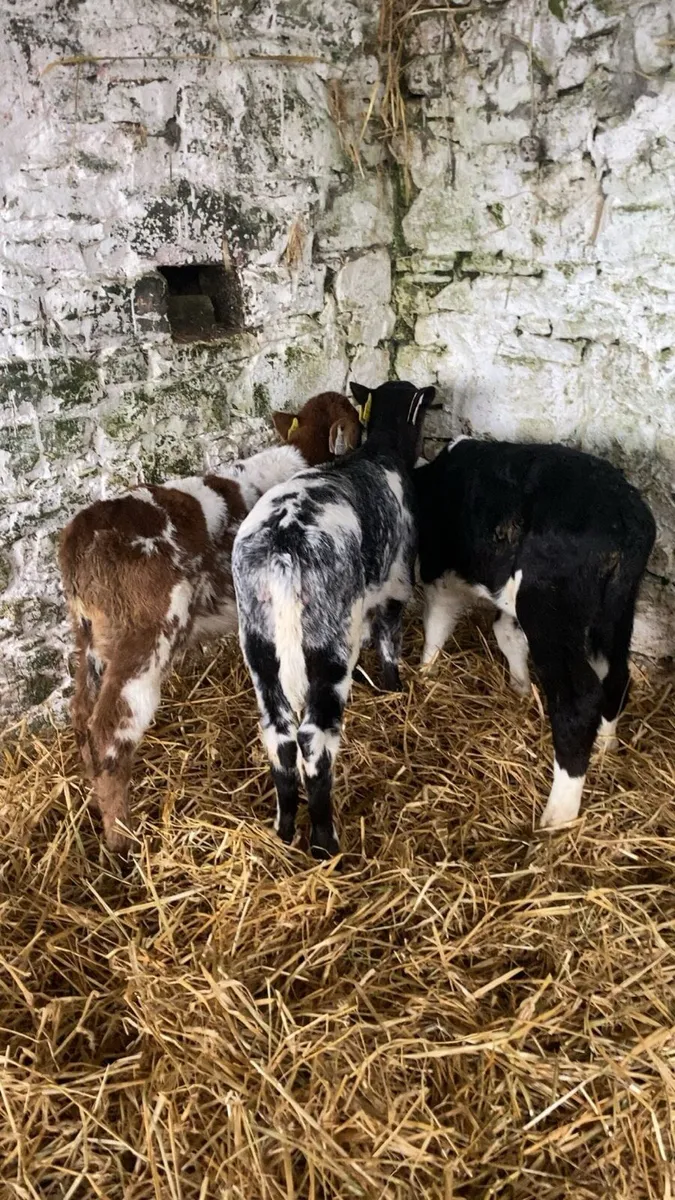 4 Good coloured calves - Image 1