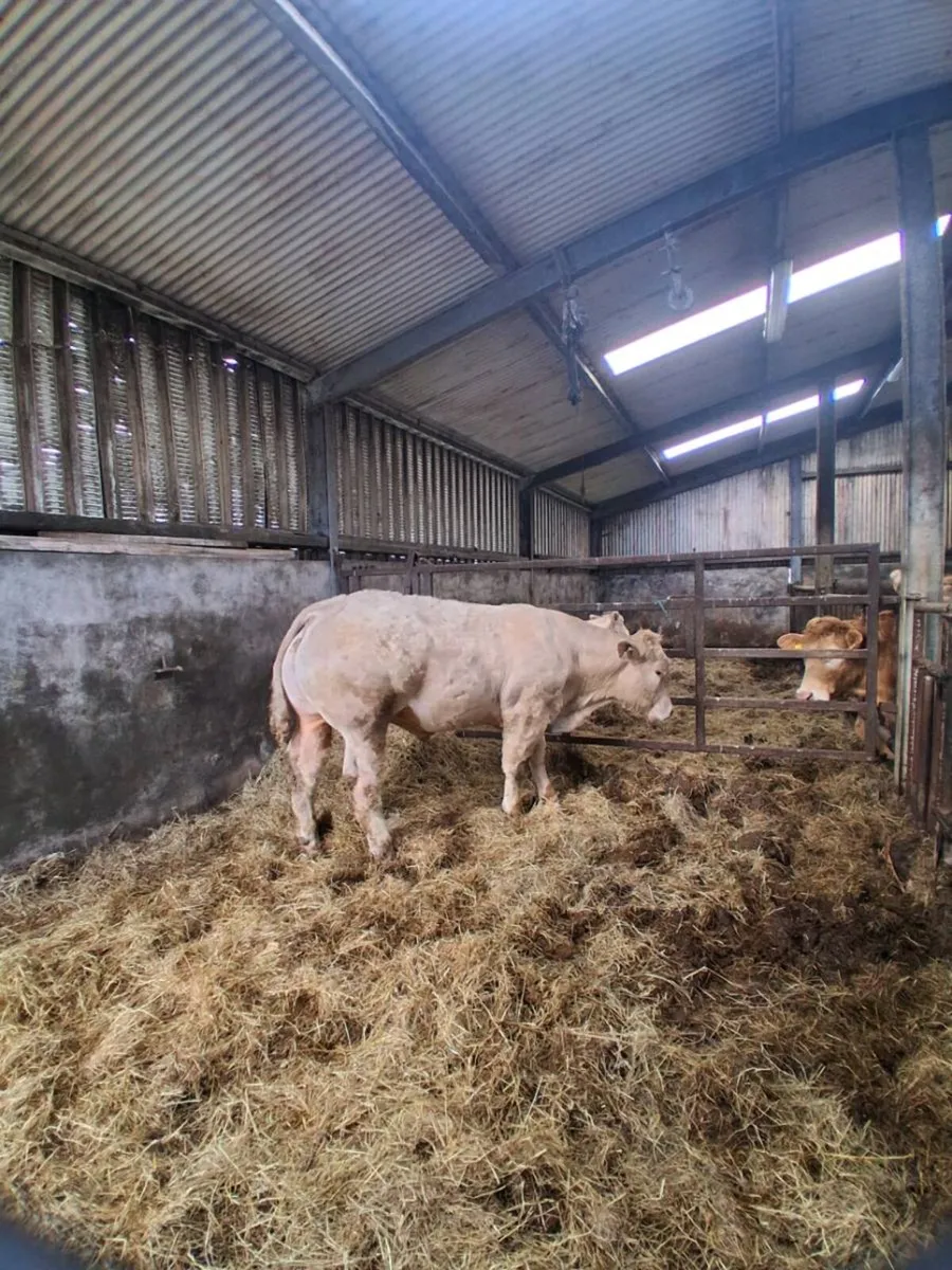WEANLING BULL . - Image 1