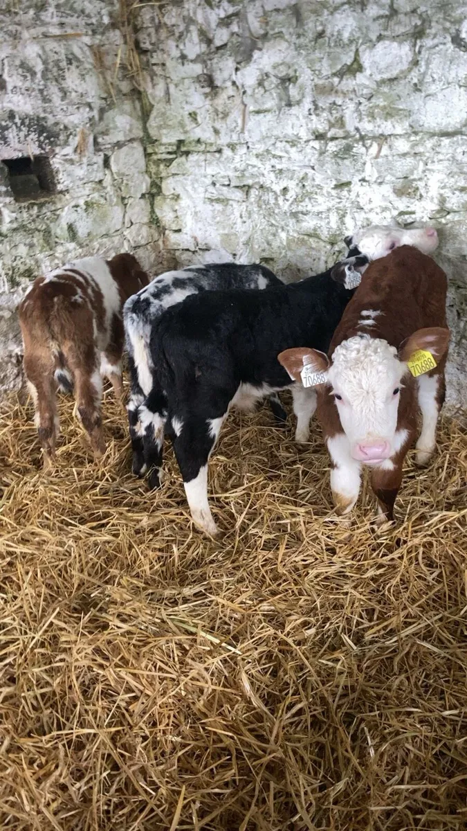 4 Good coloured calves - Image 4