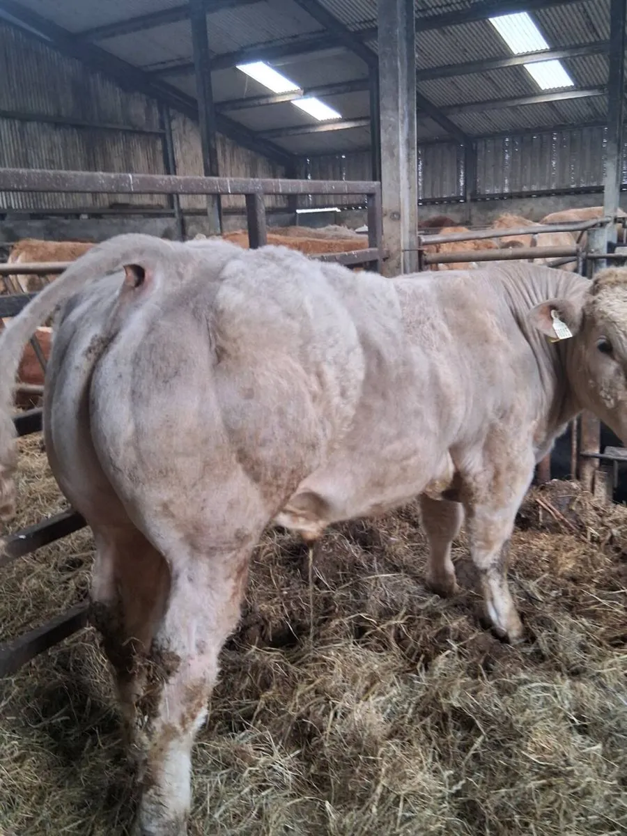 WEANLING BULL . - Image 3