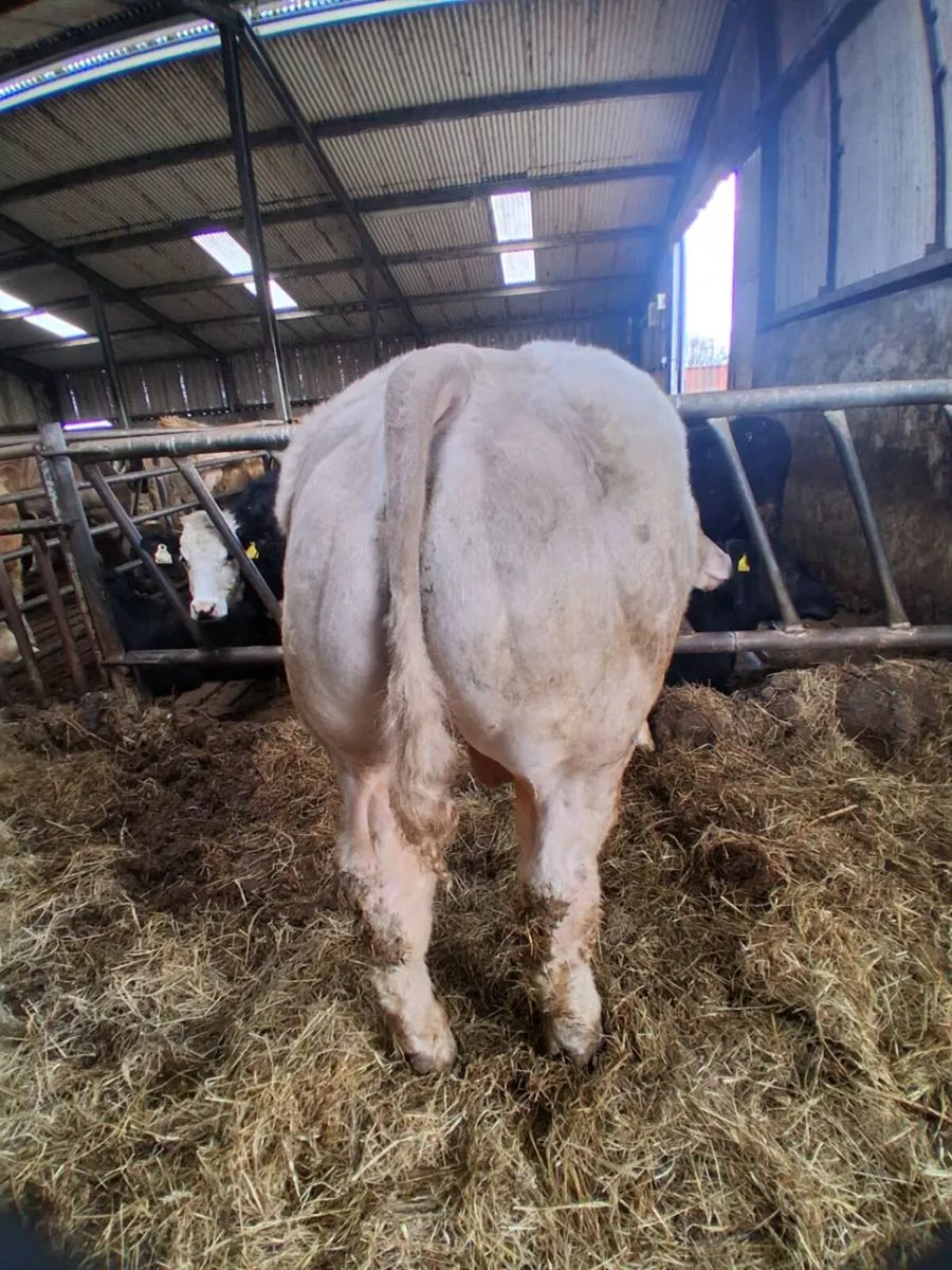 WEANLING BULL . - Image 2