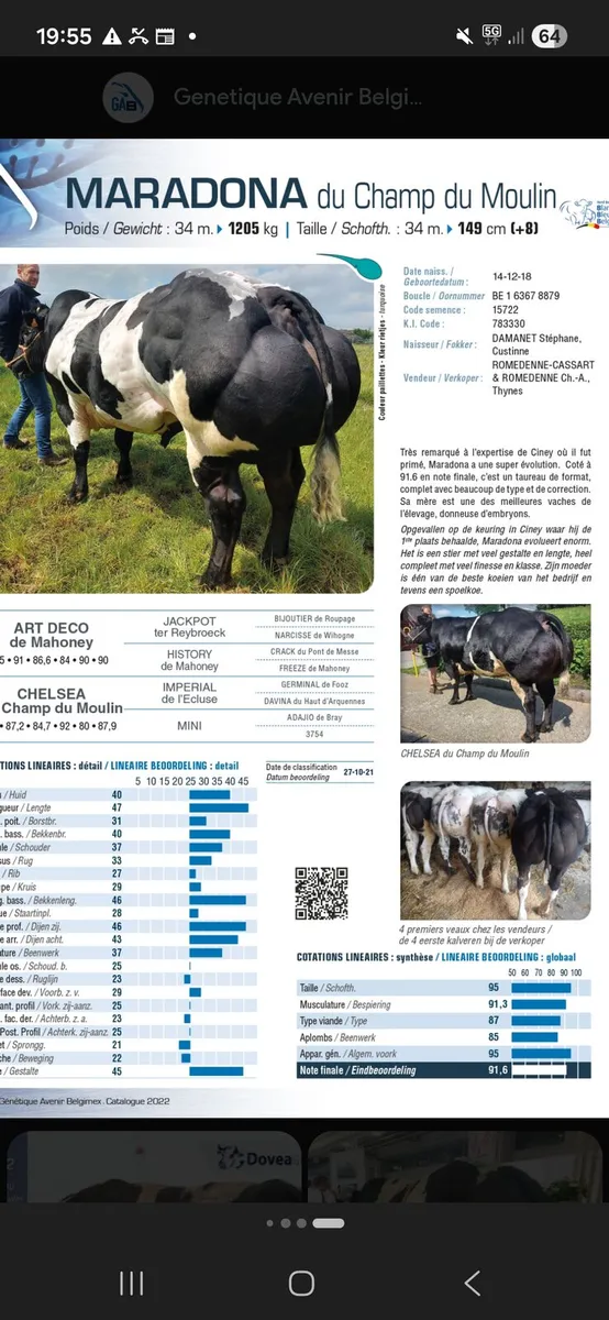 WEANLING BULL . - Image 4