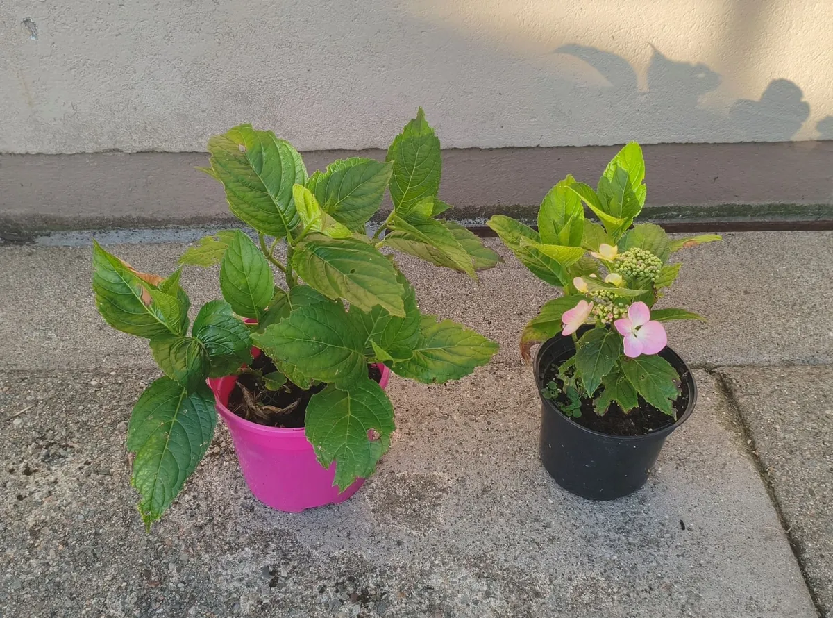 Hydrangea Plants - Image 1