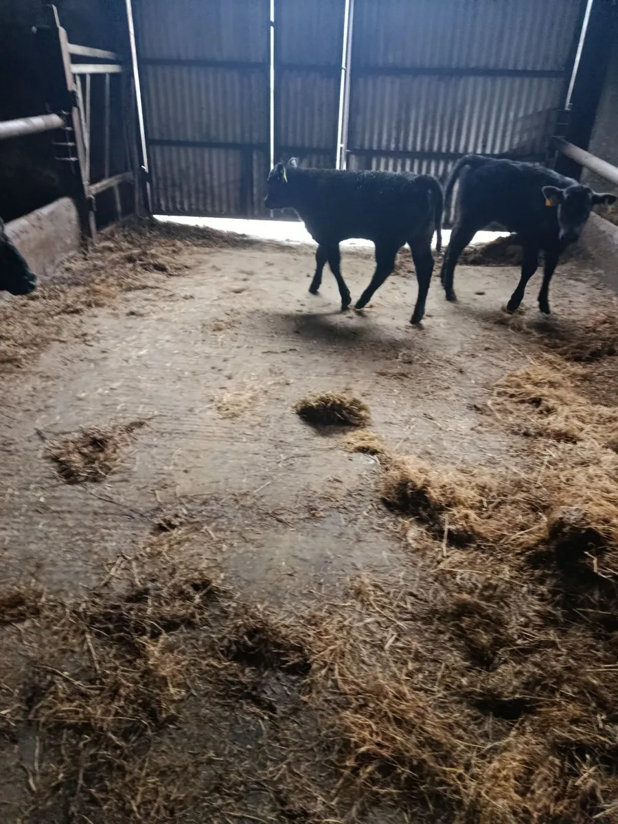 Cows with calves - Image 3