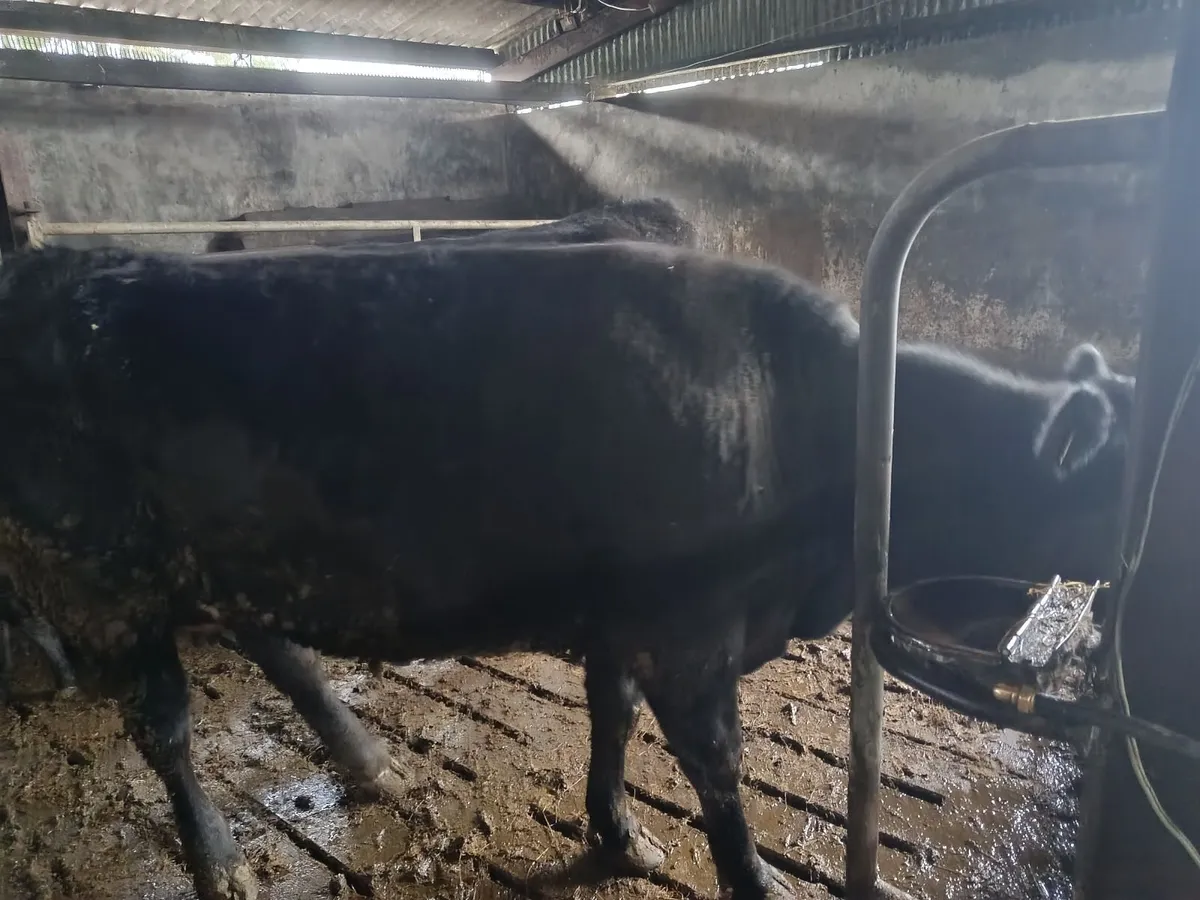 Cows with calves - Image 1