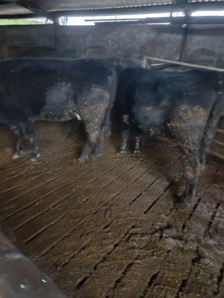 Cows with calves - Image 2