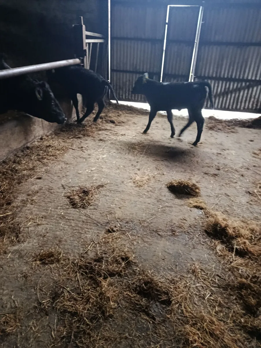 Cows with calves - Image 4