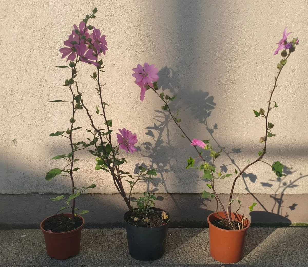 Tree Mallow Plants - Image 1