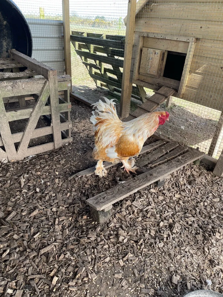 Roosters for sale - Image 2