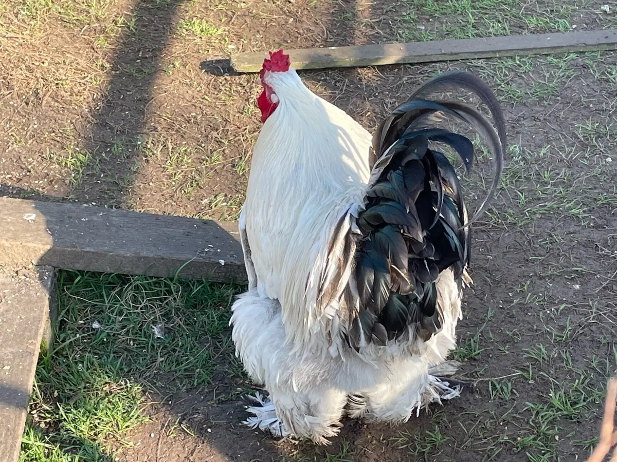 Roosters for sale - Image 3