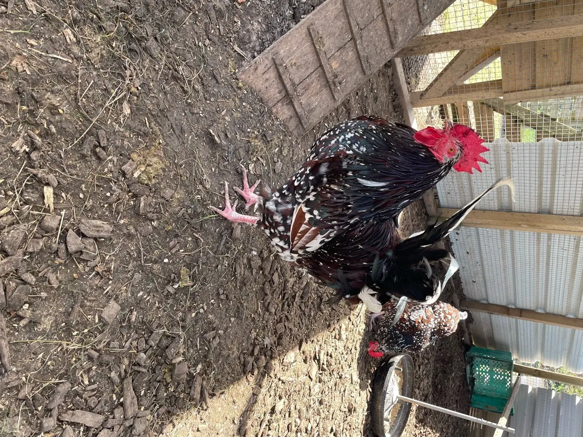 Roosters for sale - Image 1