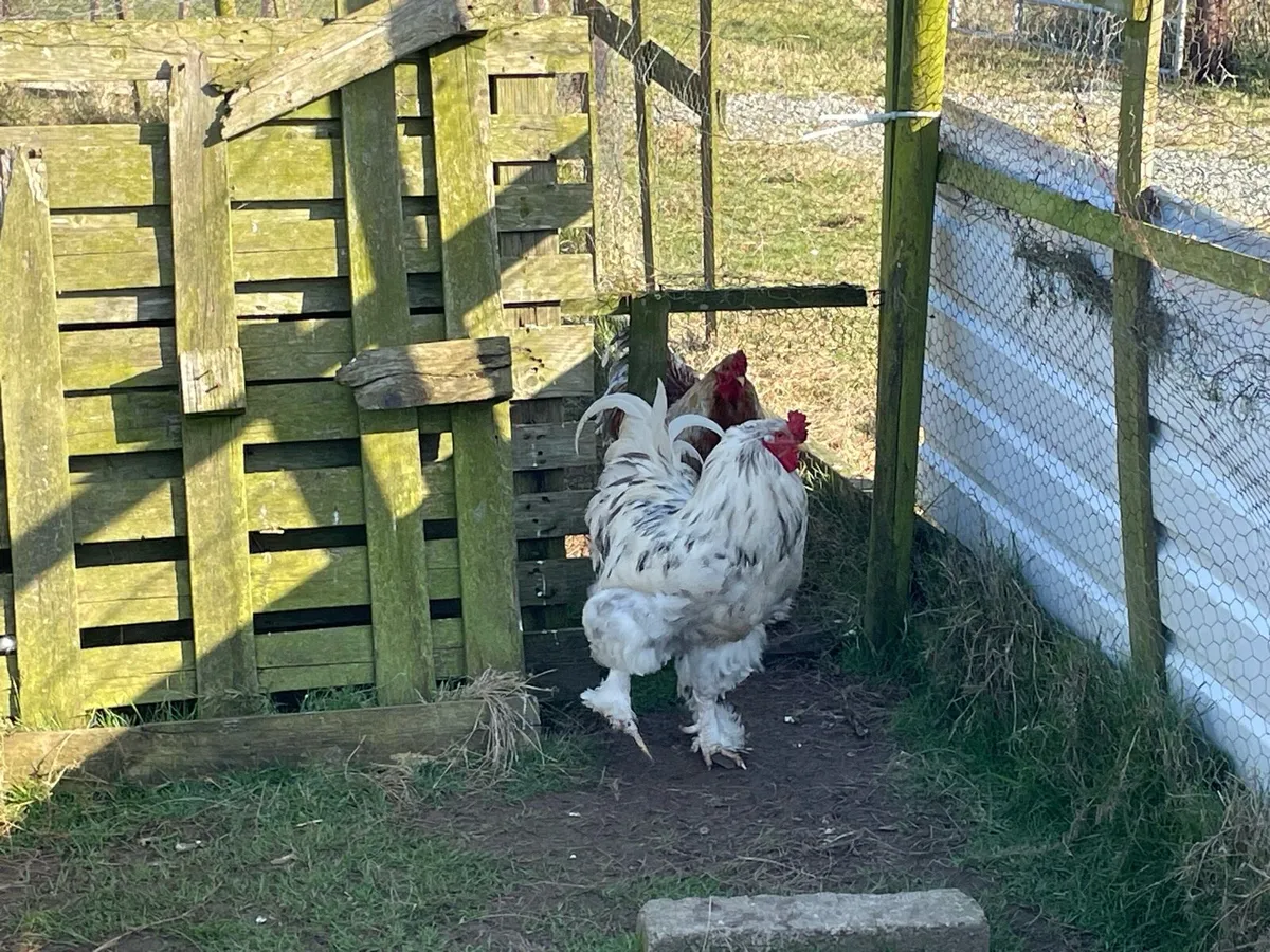 Roosters for sale - Image 4