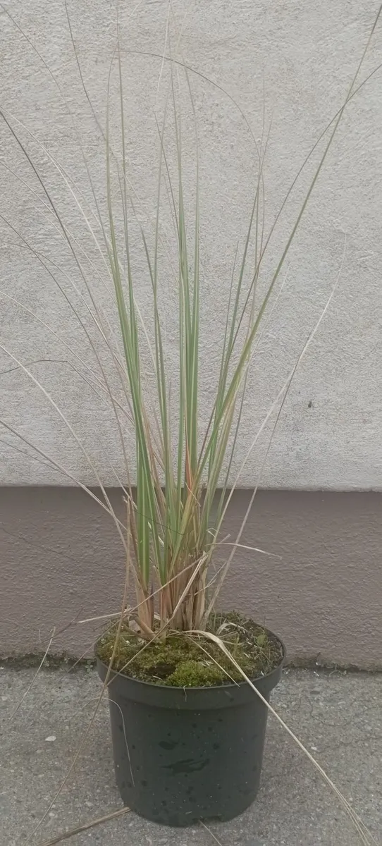 Large Pampass Grass Plants - Image 2
