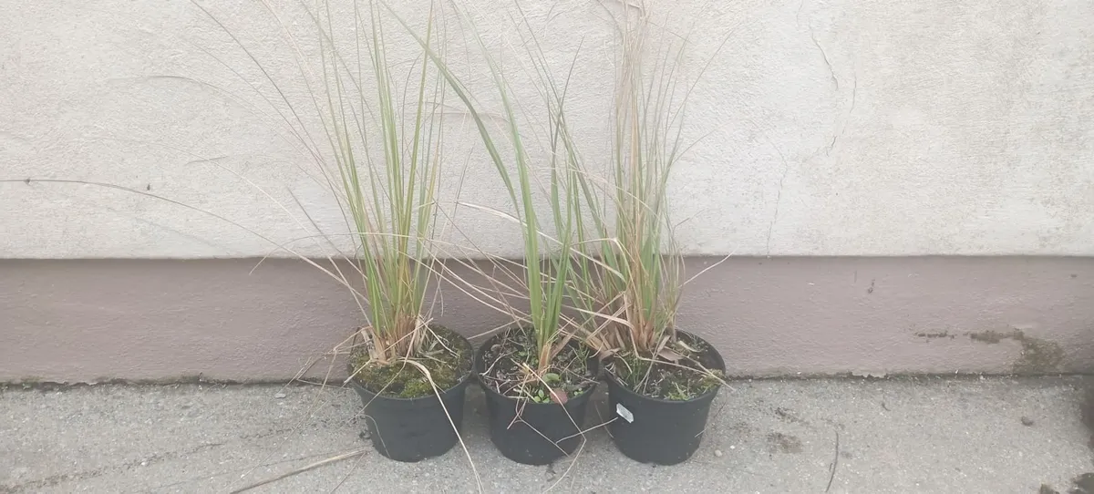 Large Pampass Grass Plants - Image 1