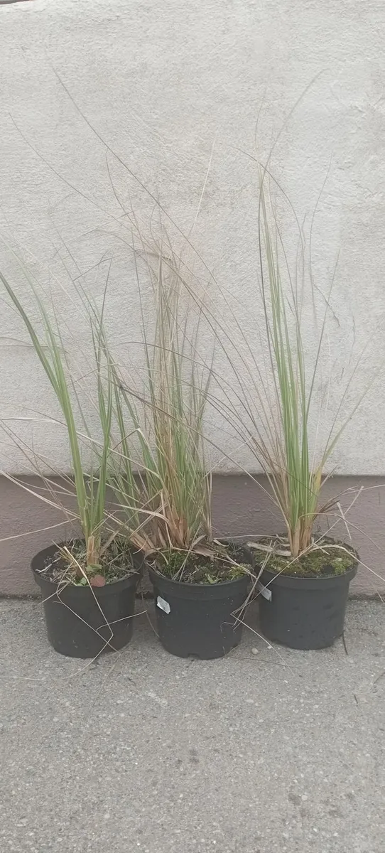 Large Pampass Grass Plants - Image 4