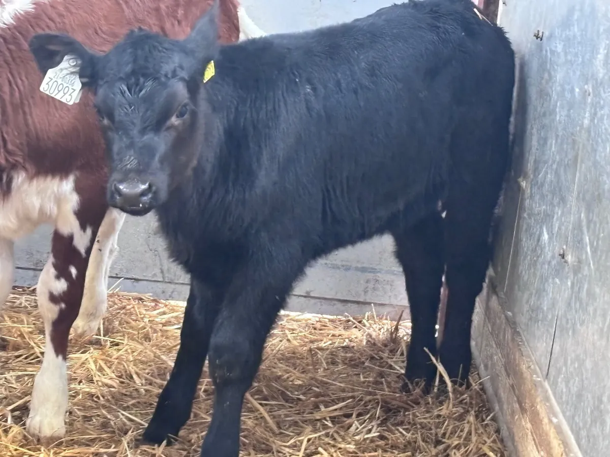 4 top quality once a day heifer calves for sale - Image 2