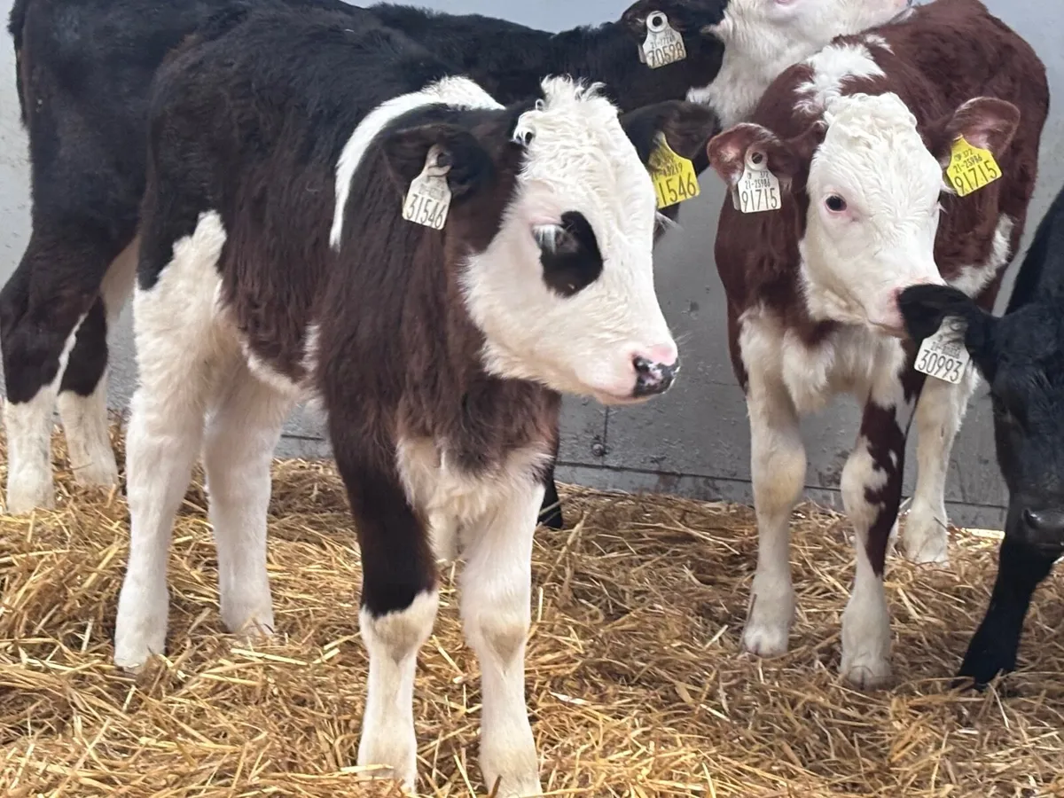 4 top quality once a day heifer calves for sale - Image 3
