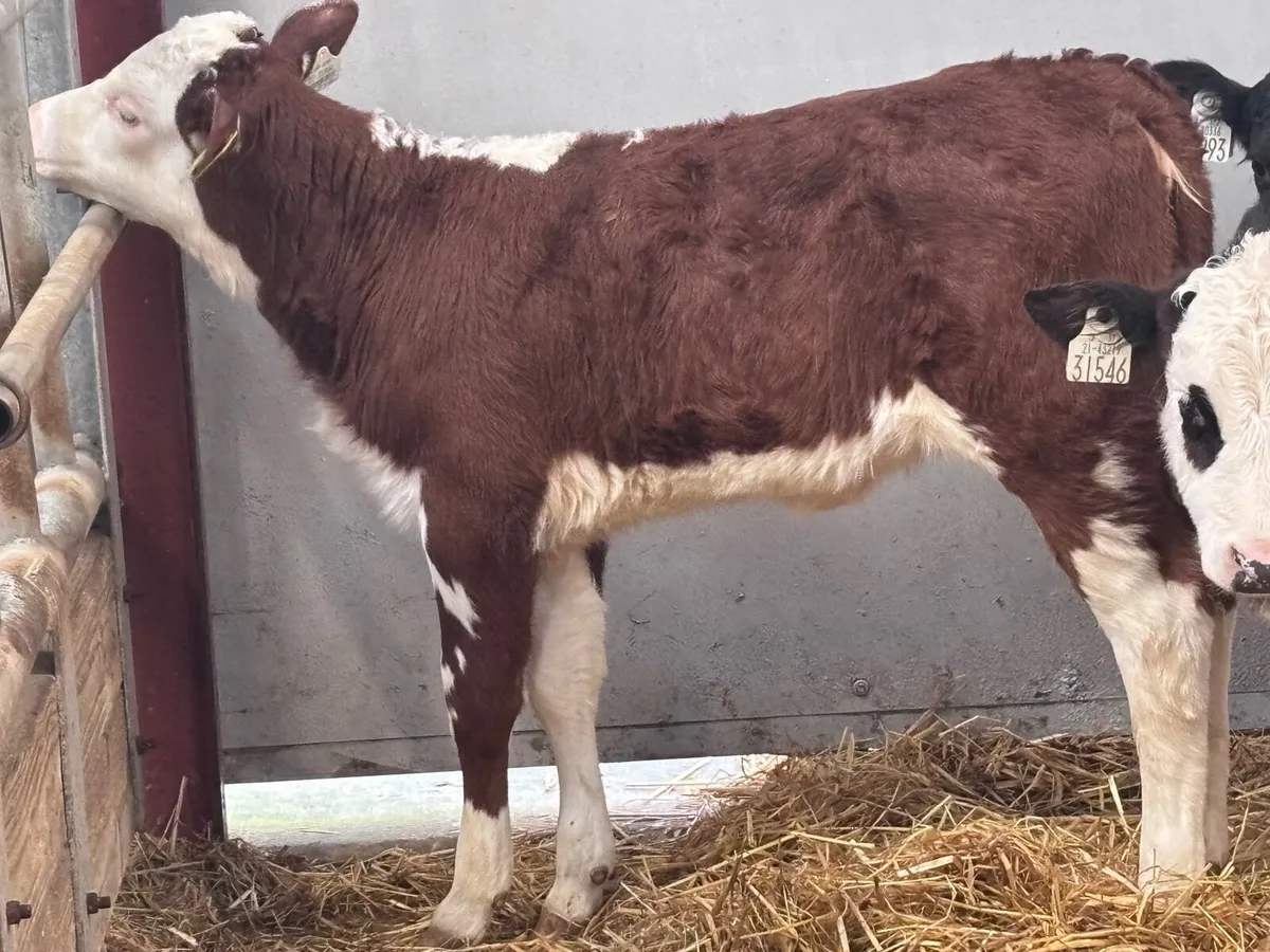 4 top quality once a day heifer calves for sale - Image 4