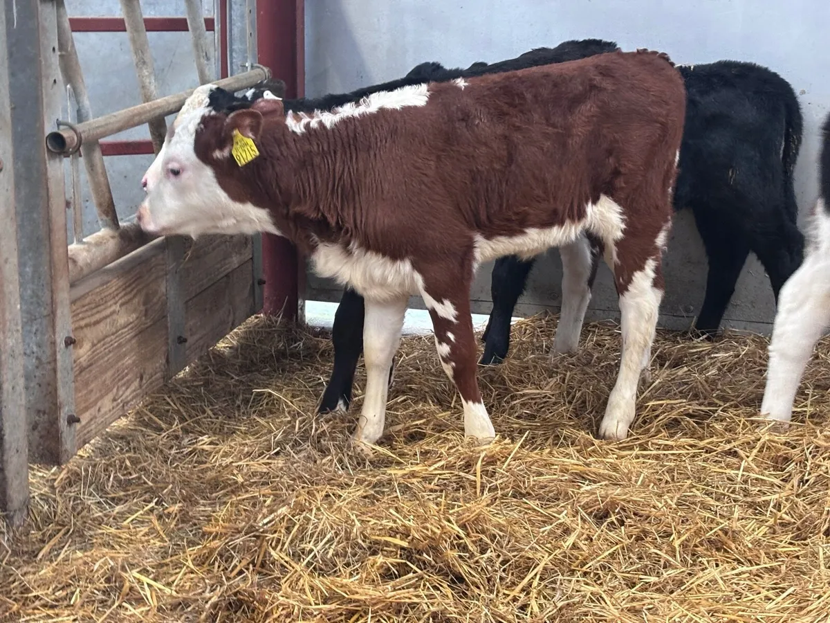 4 top quality once a day heifer calves for sale - Image 1