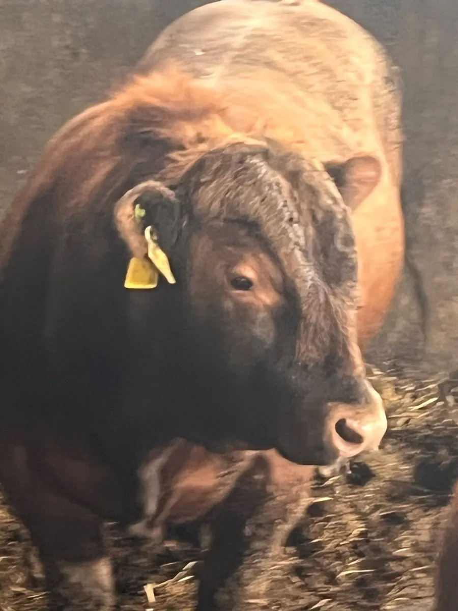 Stabiliser bulls full organic status - Image 4