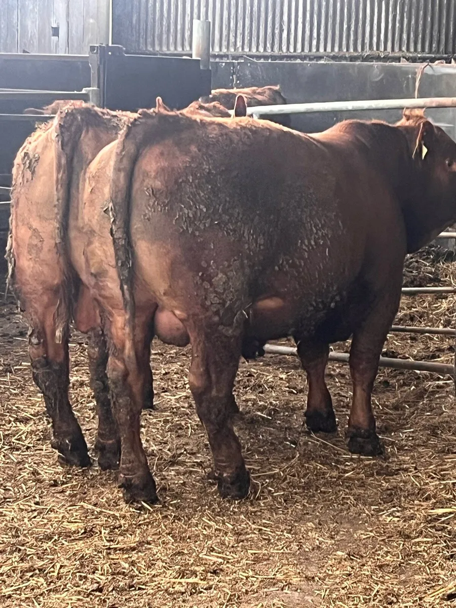 Stabiliser bulls full organic status - Image 1