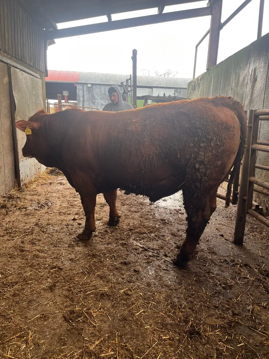 Stabiliser bulls full organic status - Image 2