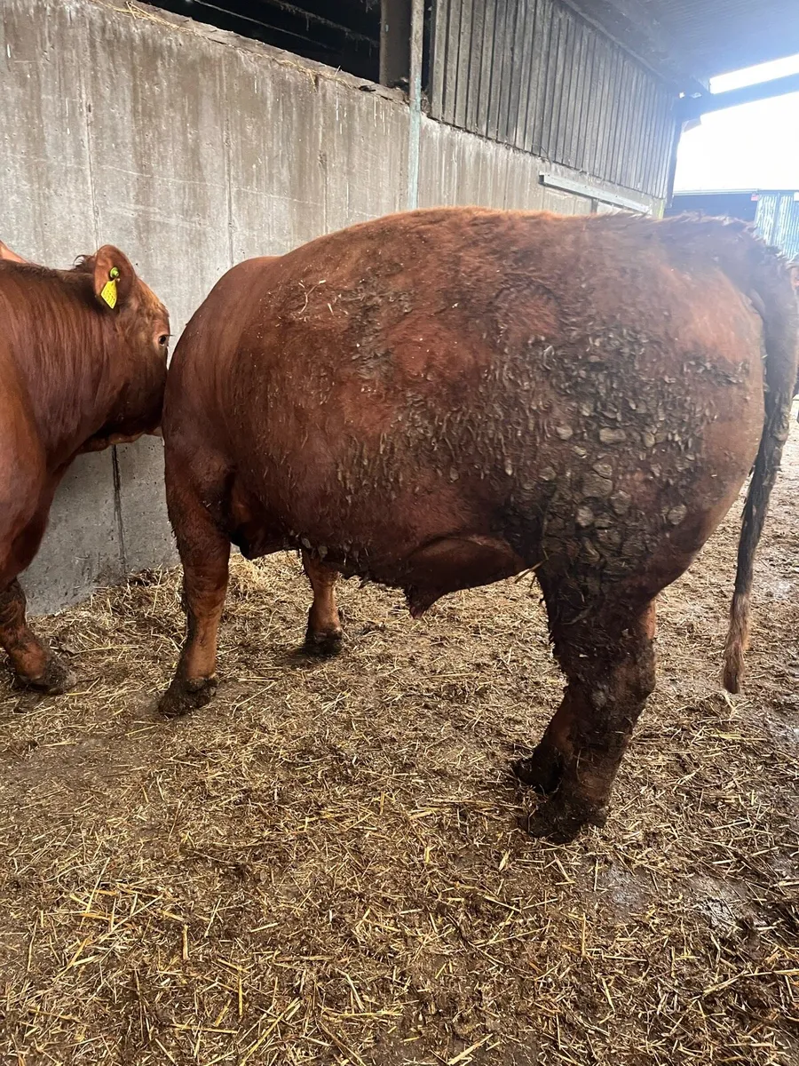 Stabiliser bulls full organic status - Image 3